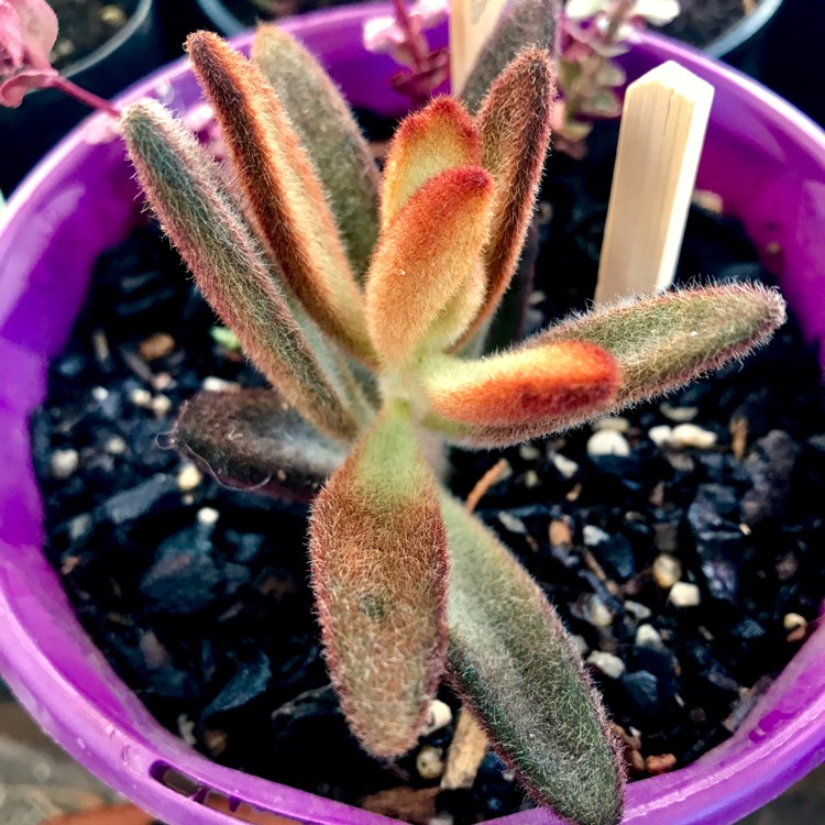 plant image 643337