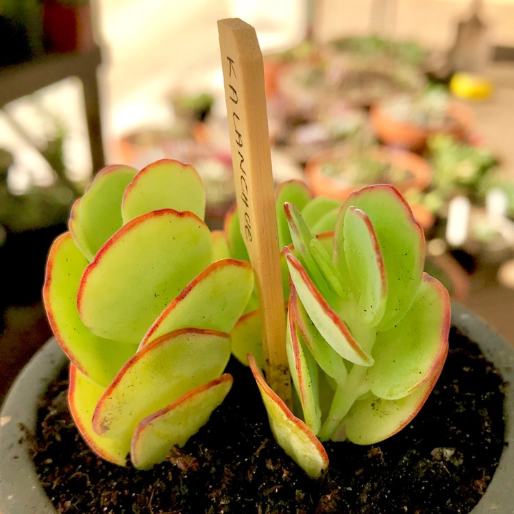 plant image 643338