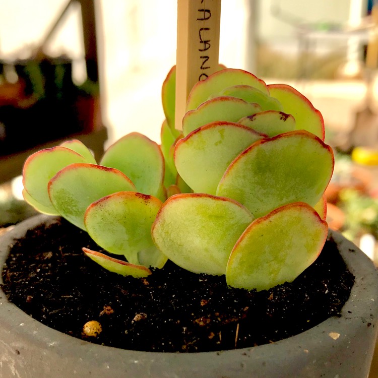 Plant image Kalanchoe marnieriana