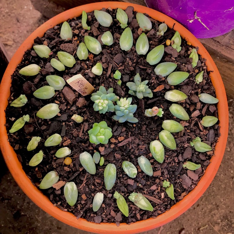 plant image 643389