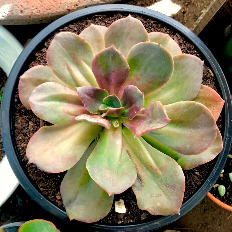plant image 643417