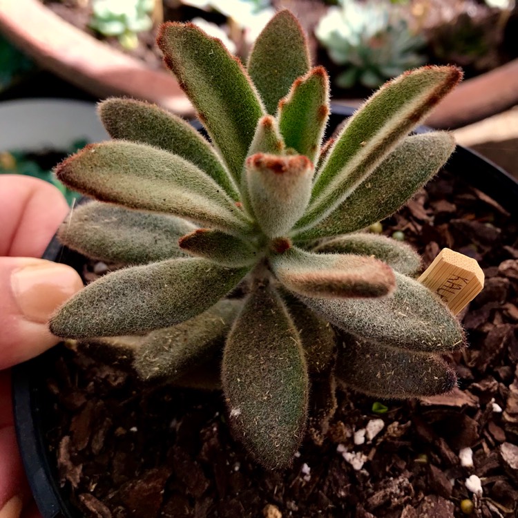 plant image 643926 plant image 643926