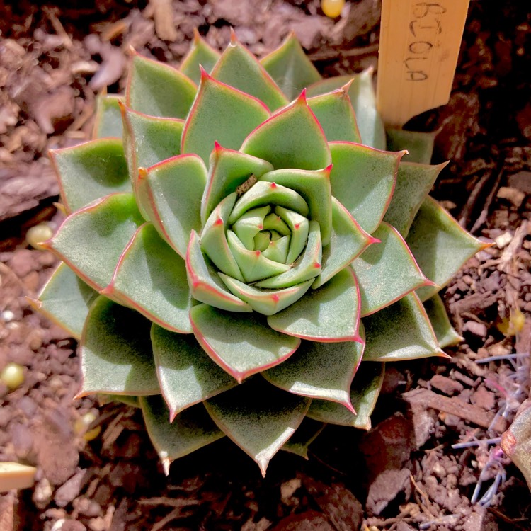 plant image 643931 plant image 643931