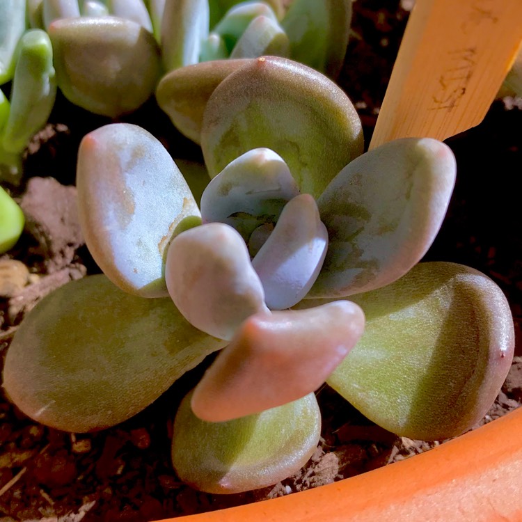 plant image 643932 plant image 643932
