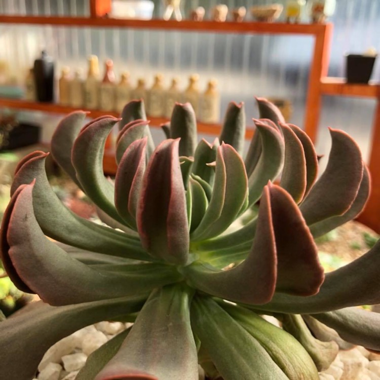 plant image 645454 plant image 645454