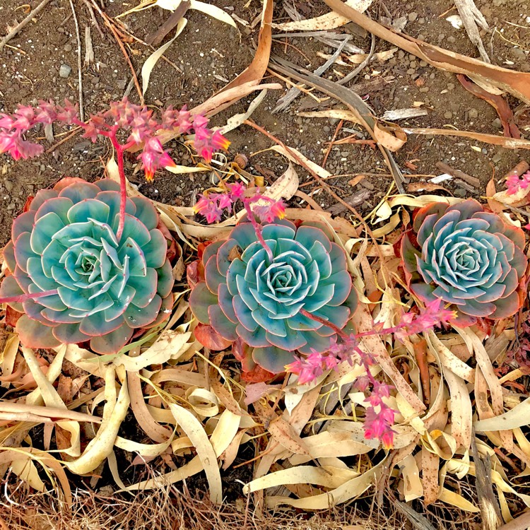 plant image 645717
