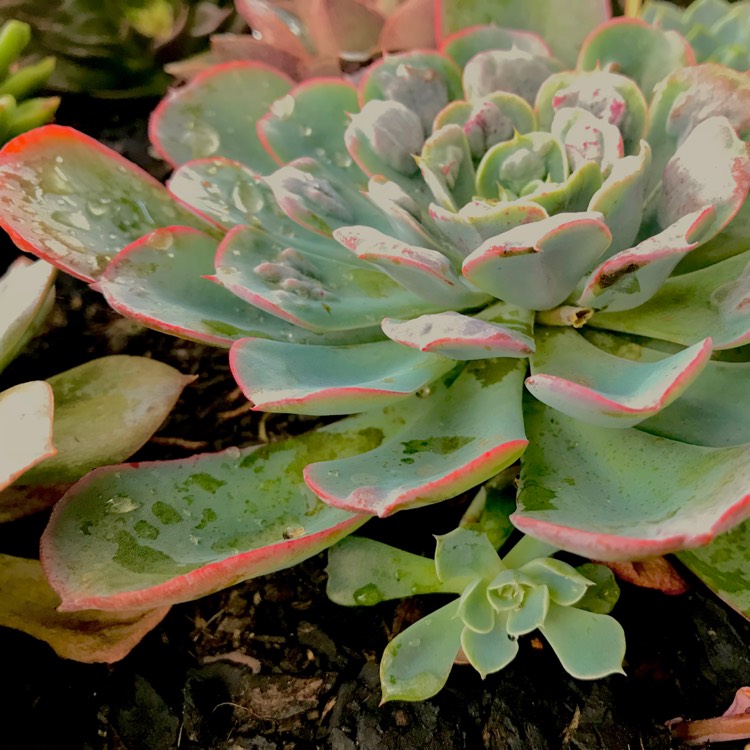 plant image 646248 plant image 646248