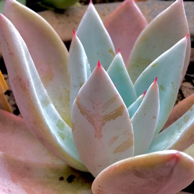 Echeveria Colorata