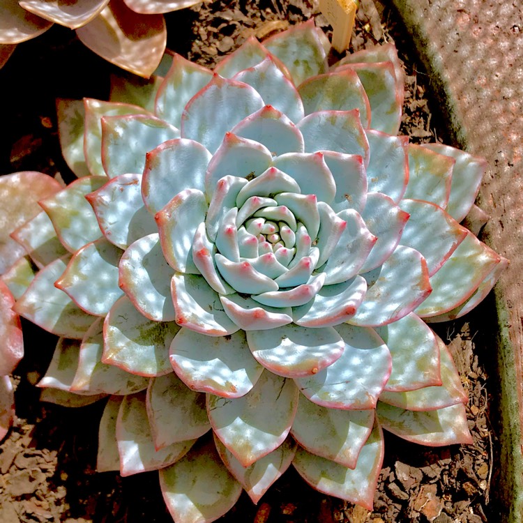 plant image 648282 plant image 648282
