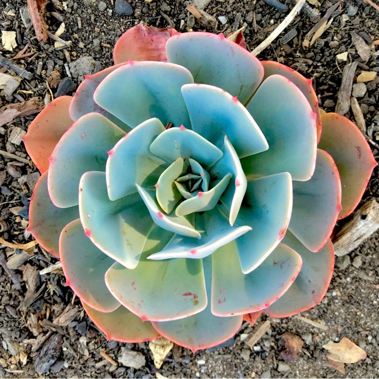 plant image 648588
