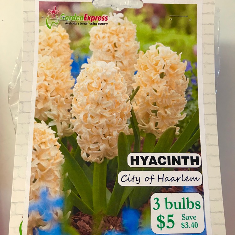 Plant image Hyacinthus orientalis 'City of Haarlem'
