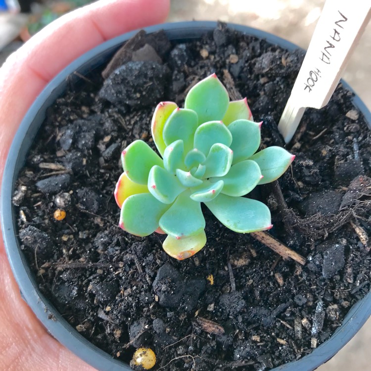 plant image 650110 plant image 650110