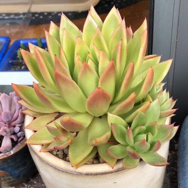 Echeveria Green Waterlily