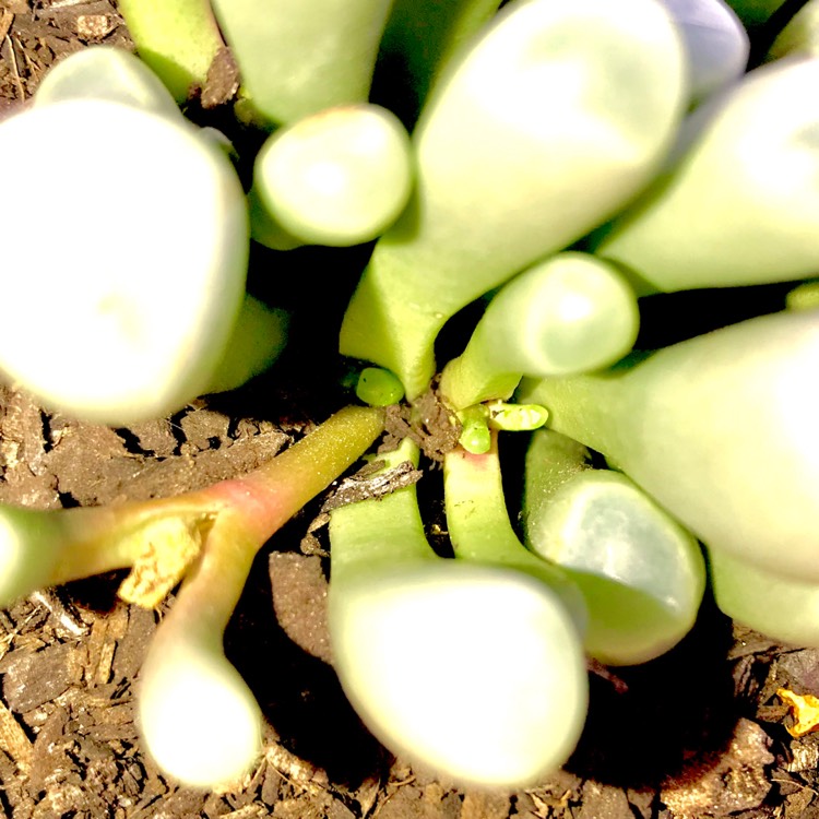 plant image 650131 plant image 650131