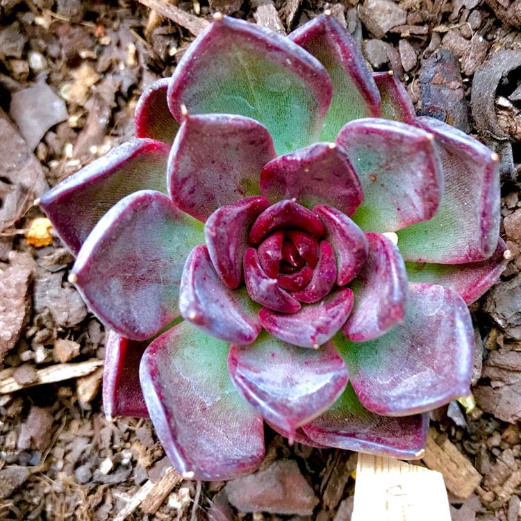 plant image 650180