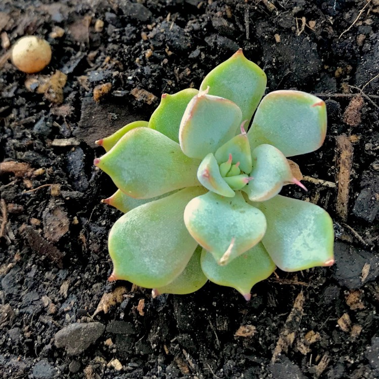 plant image 650272 plant image 650272