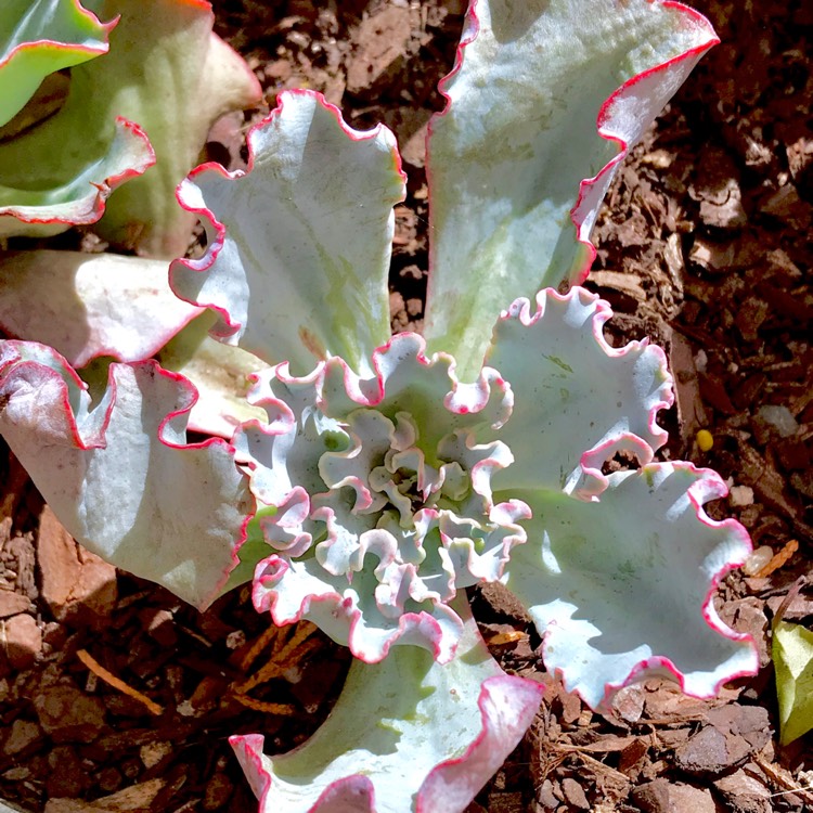 plant image 650536 plant image 650536
