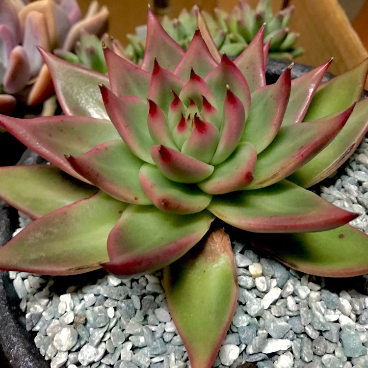 plant image 652138 plant image 652138