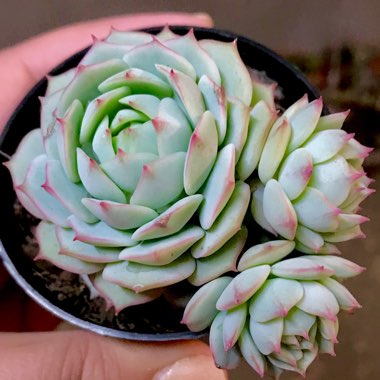 Echeveria Derenbergii