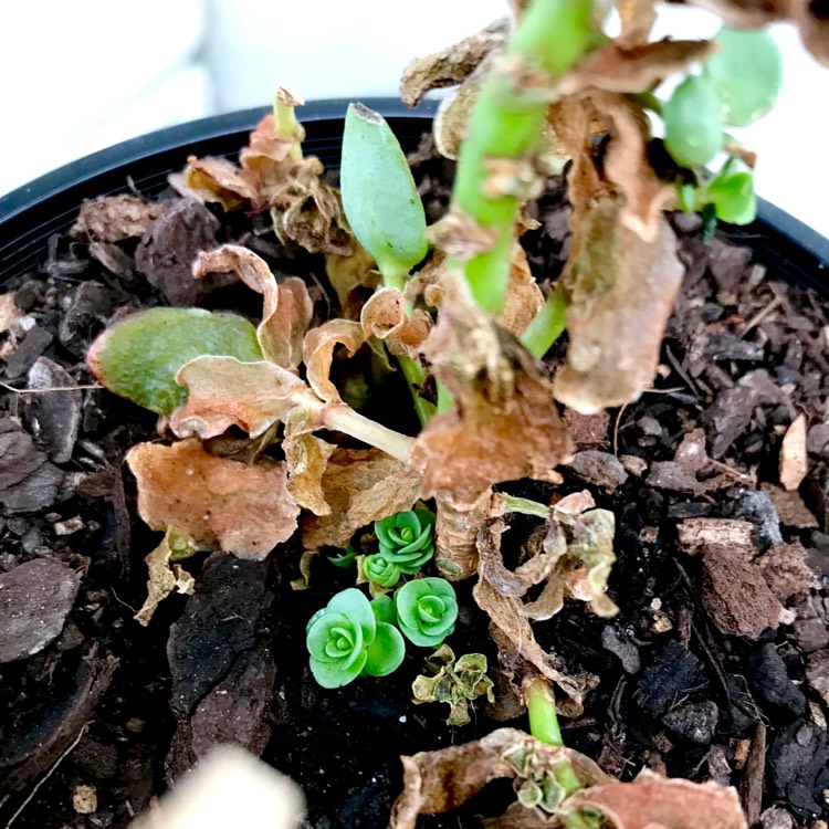 plant image 655802