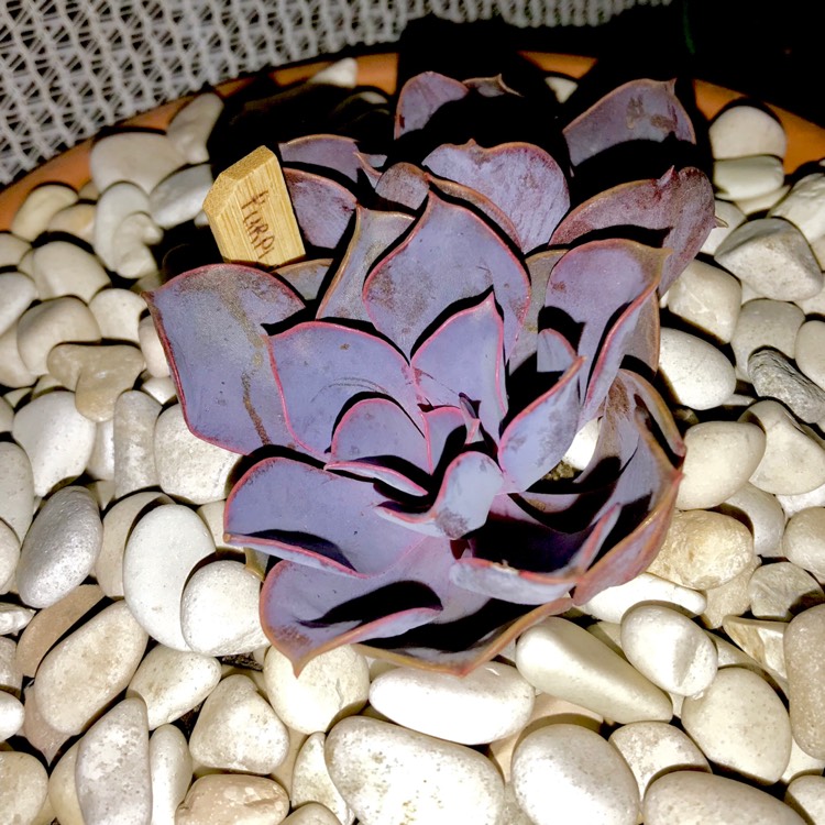 plant image 656652