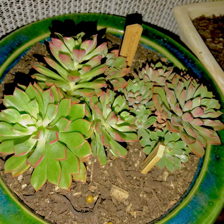 plant image 656692 plant image 656692