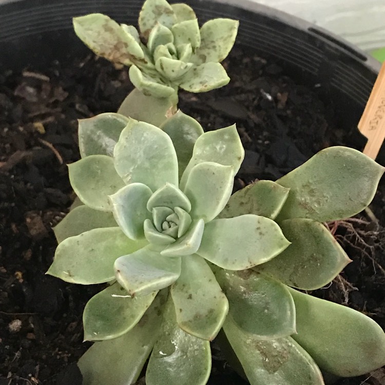 plant image 657068 plant image 657068