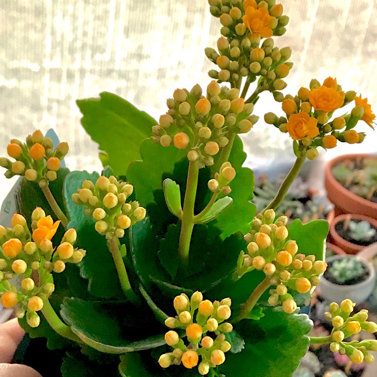 plant image 657236
