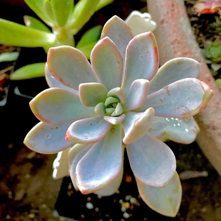 plant image 657595
