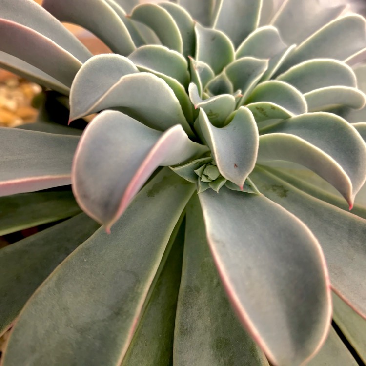 plant image 658593 plant image 658593