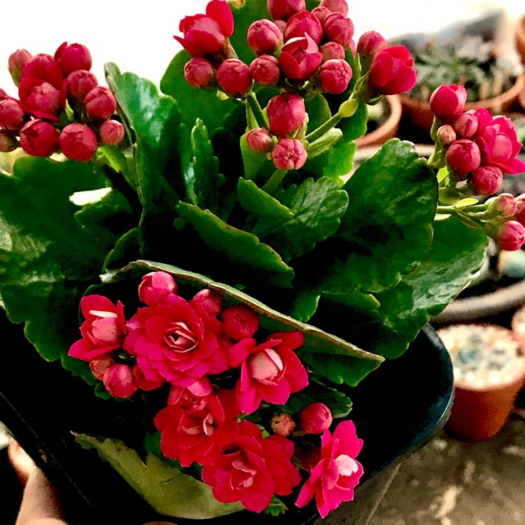 plant image 659435