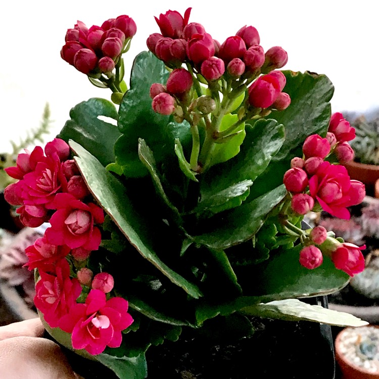 plant image 659436