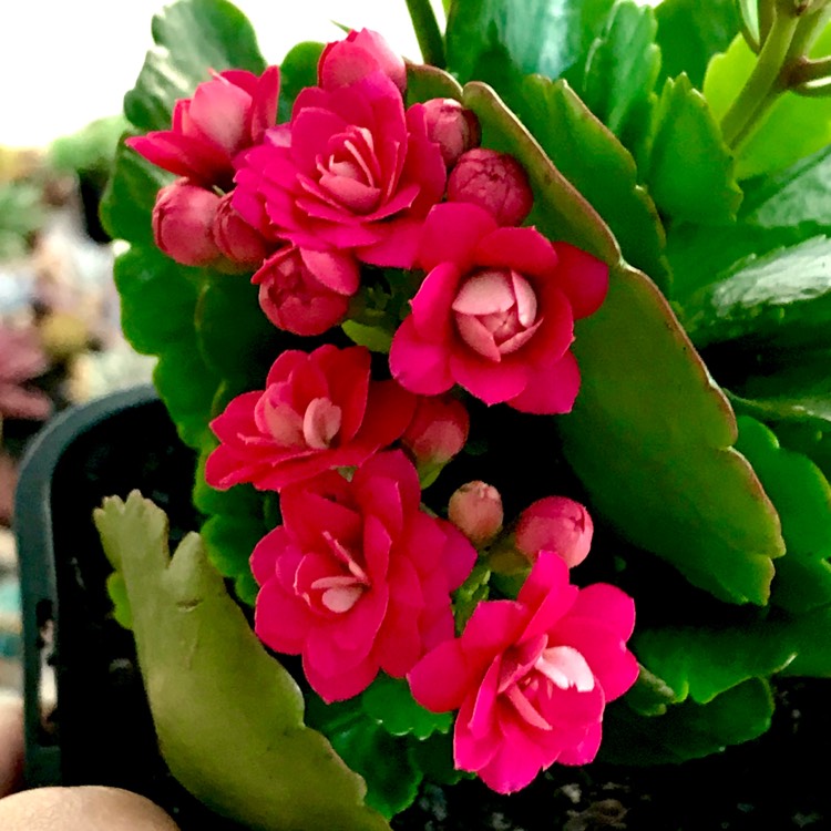 Plant image Kalanchoe blossfeldiana Pink Queen