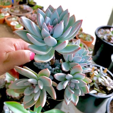 x Pachyveria Powder Puff