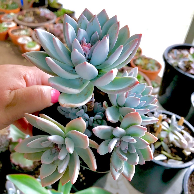 Plant image x Pachyveria Powder Puff