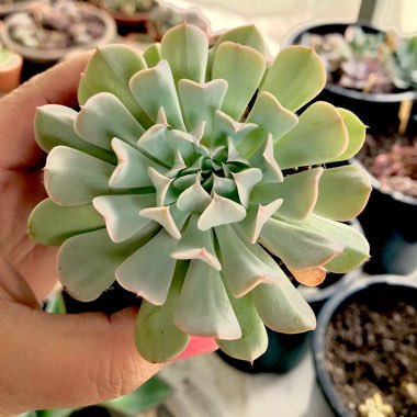Echeveria Pinwheel Revolution