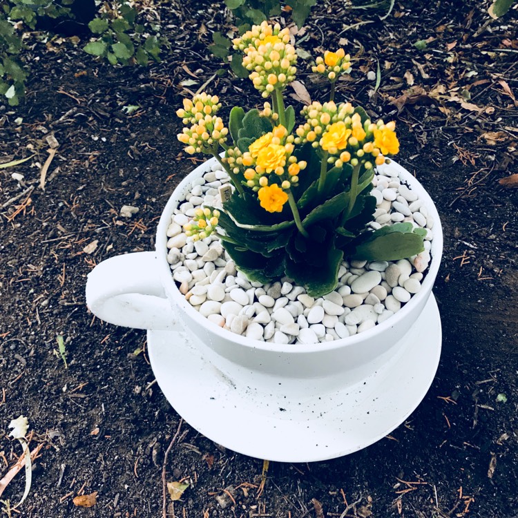 plant image 660721