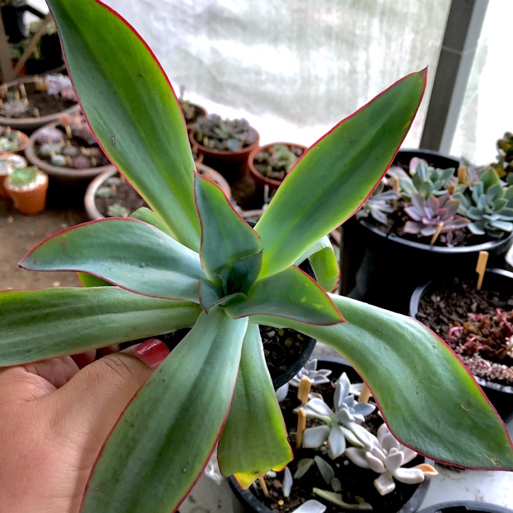 plant image 660784 plant image 660784