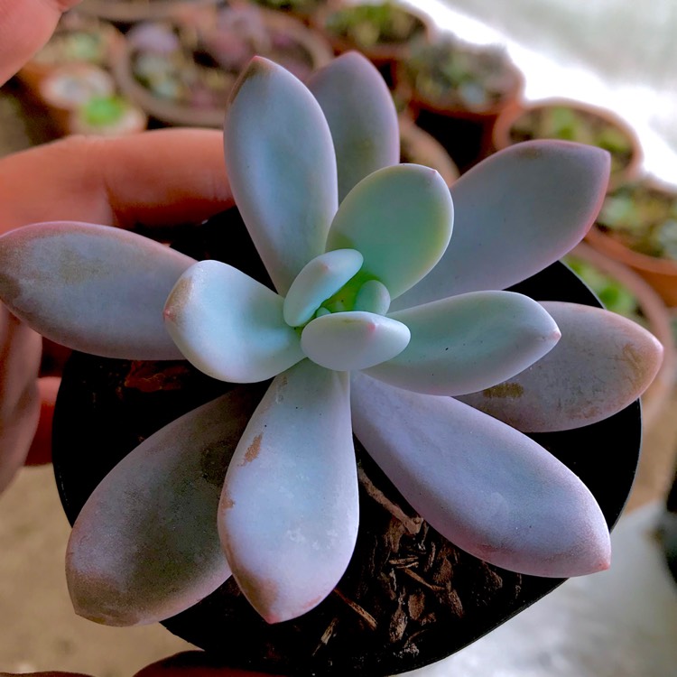 plant image 660800 plant image 660800
