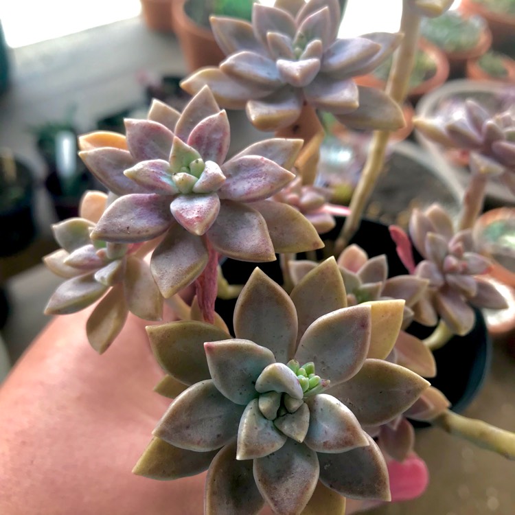 Graptopetalum Paraguayense Subsp Bernalense Ghost Plant Uploaded By Yollymac