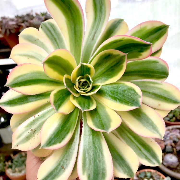 plant image 661324