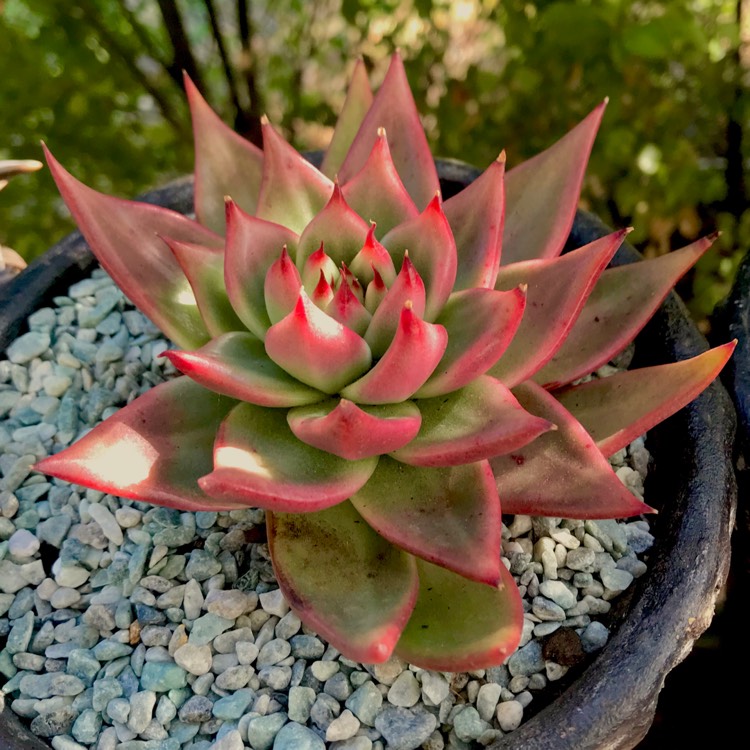 plant image 670597 plant image 670597