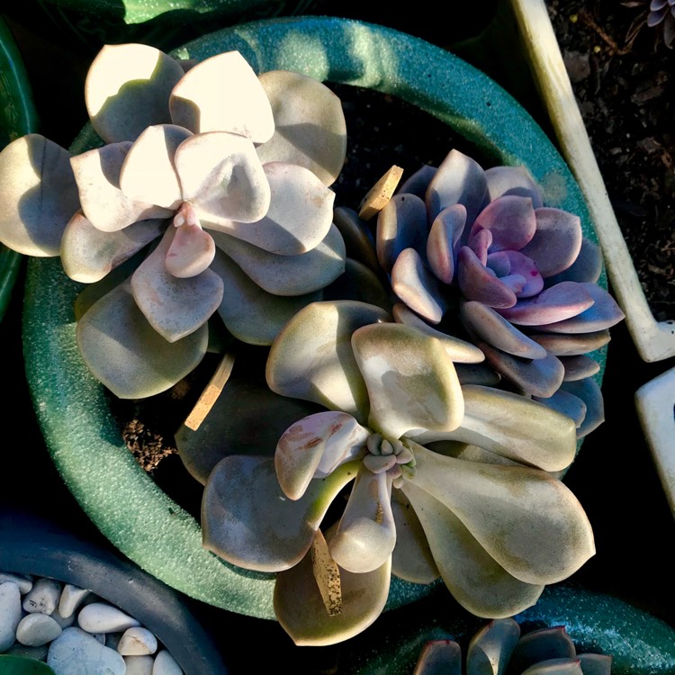 plant image 670607