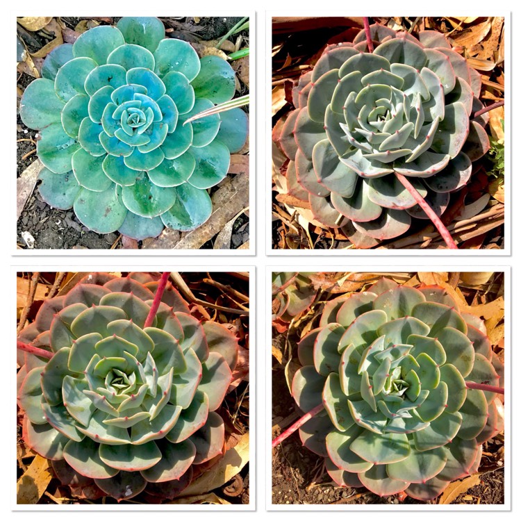 plant image 670627