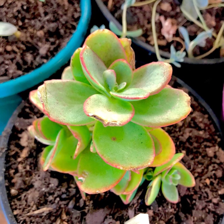 plant image 670716