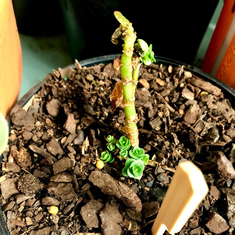 plant image 670717