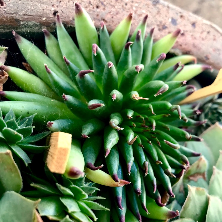 plant image 671645