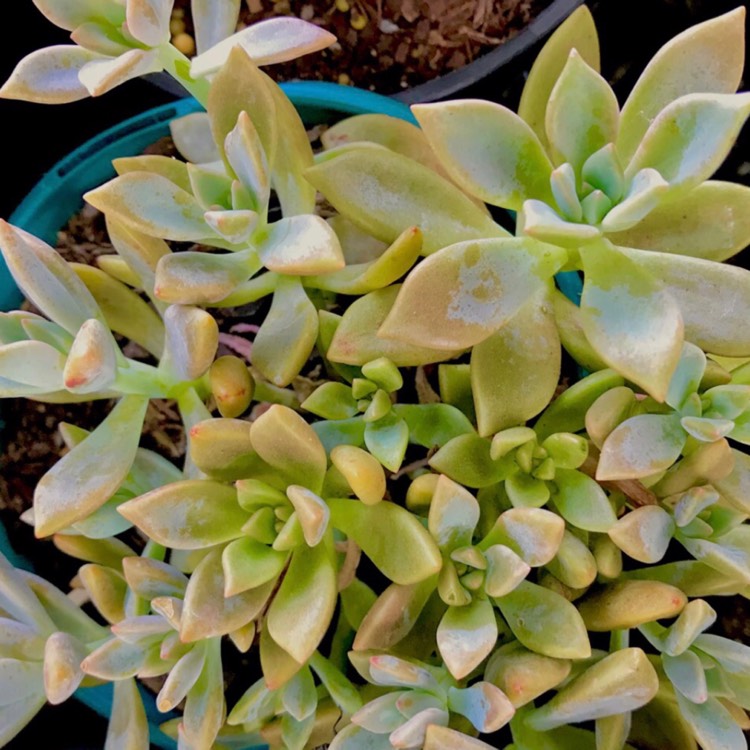 plant image 673147 plant image 673147