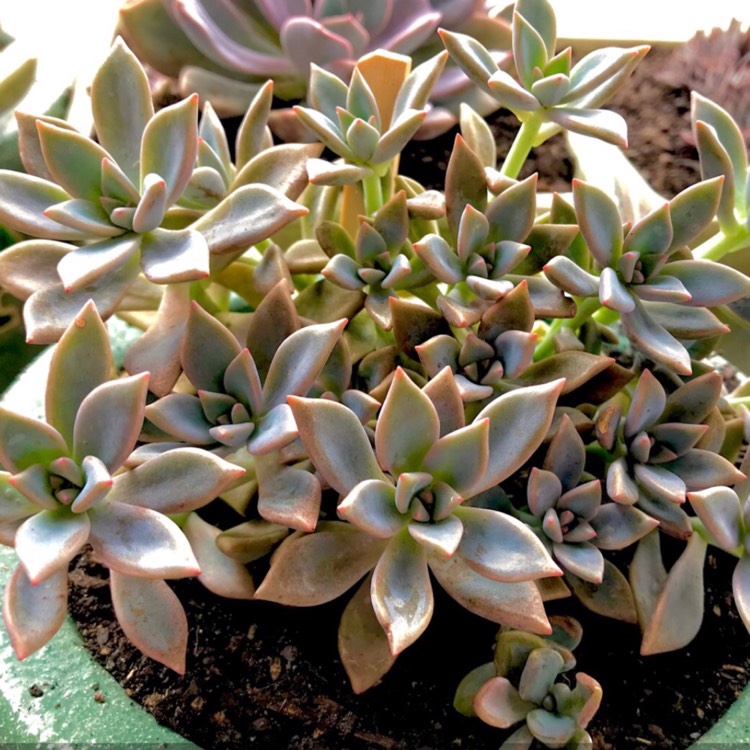 plant image 673151 plant image 673151
