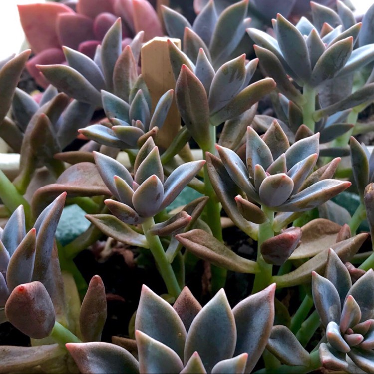 plant image 673153 plant image 673153